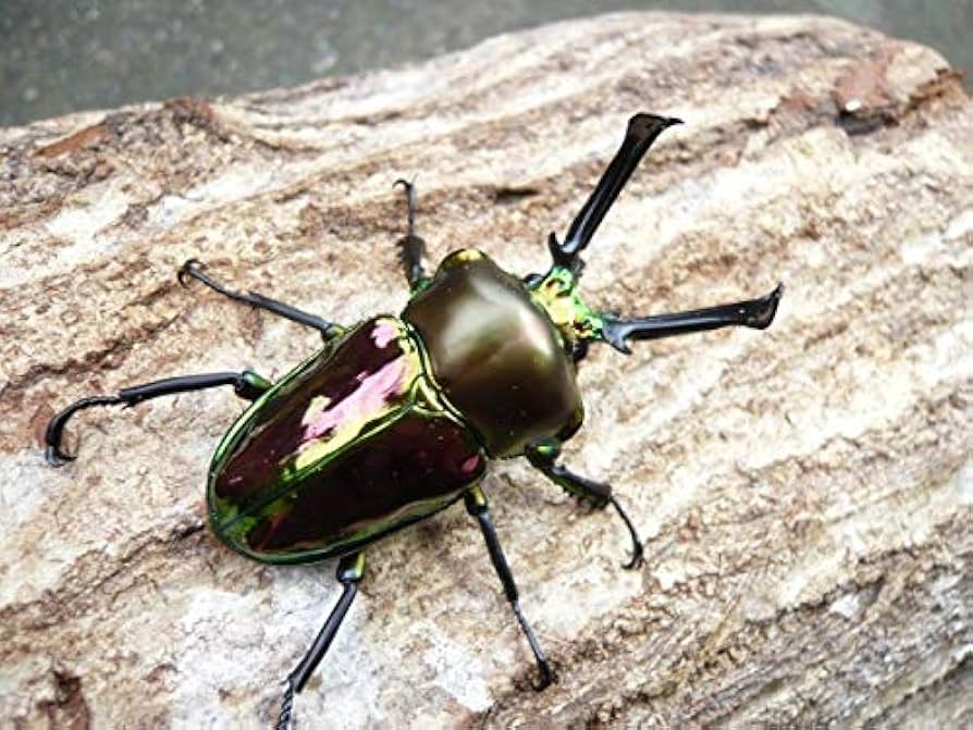 Amazon | 阿古谷オオクワ園 ニジイロクワガタ 幼虫 5頭セット